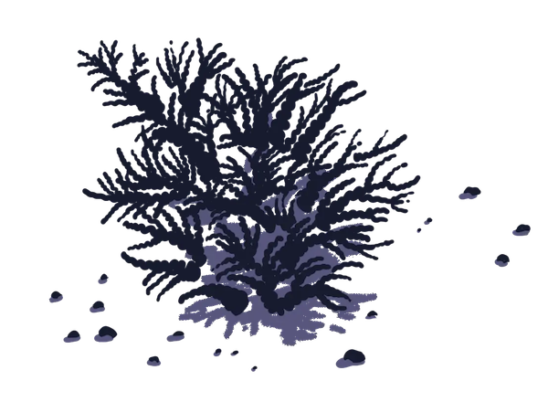 Image d'une plante